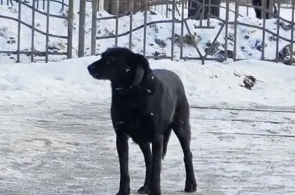 Найдена собака, Курск, фото: Найдена собака, улица Энгельса, Курск - дезориентированная