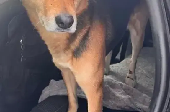 Найдена собака, Кабаново, фото: Найден собака, Придорожная улица, Кабаново - спокойный кобель