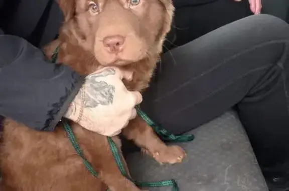 Пропал собака, Ленинградский проспект, Железногорск - шоколадный цвет, одета шлейка - photo