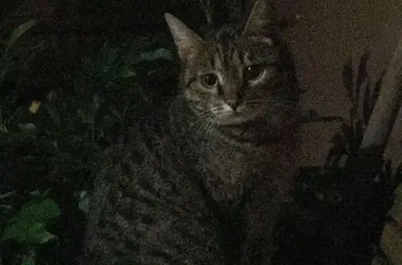 Пропал кот, улица Семашко, Арзамас - коричневый окрас с черной полоской - photo