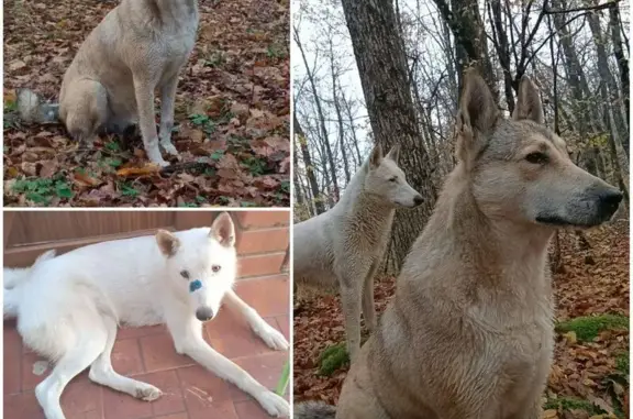 Пропала собака, Гаражная улица, 32, Белый - охотничья лайка - photo