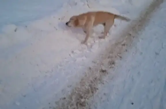 Найдена собака, Тула, фото: Найдена собака, деревня Ивановка, Хомяково, Тула
