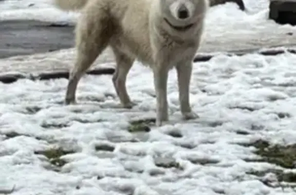 Найден собака, Спортивная улица, Краснодар - мальчик, белая хаски - photo