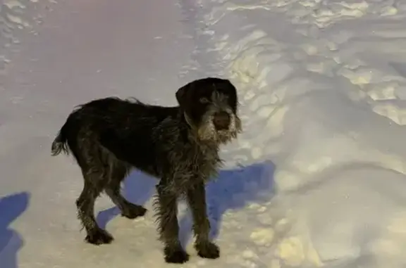 Найдена собака, Тамбов, фото: Найдена собака, улица Агапкина, 11, Тамбов - зелёный тканевый ошейник