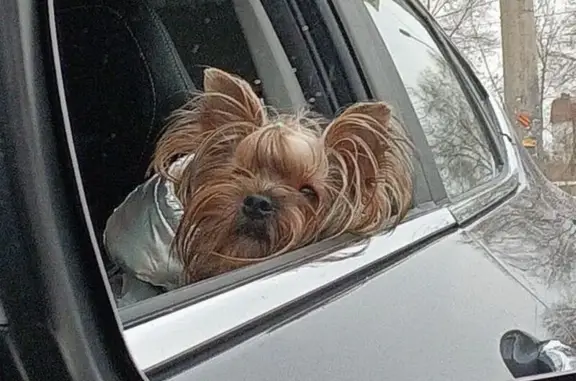 Потерянные животные Красноярск, фото: Пропал йоркширский терьер, мальчик, Новгородская улица, 10, Красноярск