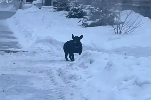 Найденные животные Барнаул, фото: Найдена собака, Партизанская улица, 71, Барнаул - черная со средней длиной шерстью