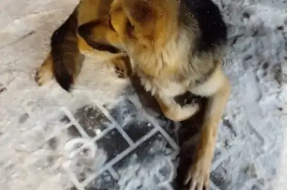 Пропала собака, площадь Толстого, Ростов-на-Дону - без ошейника - photo