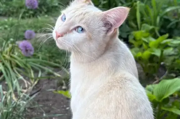 Пропал кот, Владимирская улица, 14, Ростов-на-Дону - белый с рыжими подпалинами - photo