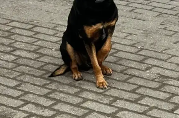 Найдена собака, Ставрополь, фото: Найдена собака, Казачья улица, Ставрополь - металась между людьми