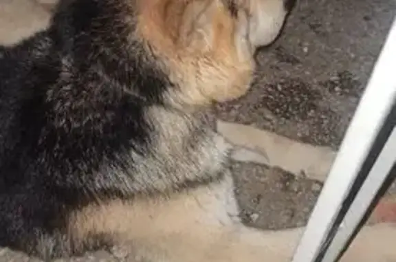 Найденные животные Челябинск, фото: Найдена собака, улица Воровского, Челябинск - овчарка в тёмно-зелёном ошейнике