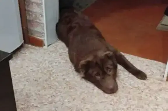 Пропала собака, Железногорск, Красноярский край - в районе Ленинградский 49 - photo