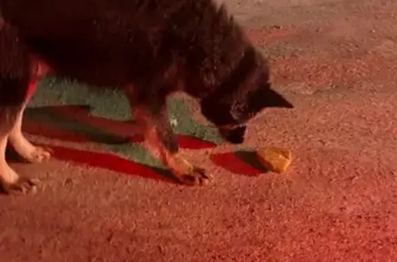 Найдена собака, Нагаево, фото: Найдена собака, улица Мира, 10В, Нагаево - похожа на хаски