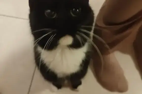 Найденные животные Санкт-Петербург, фото: Найдена кошка, проспект Энгельса, 16 к2, Санкт-Петербург - черная с белой шеей