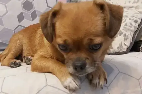 Найденные животные Омск, фото: Найдена собака, 16-й Военный городок, 461, Омск - смесь породы с чихуахуа