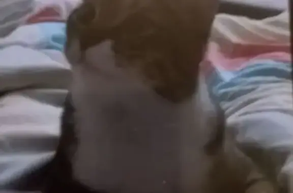 Пропала кошка, Удмуртская улица, Волгоград - бело-серый окрас, боится всех - photo