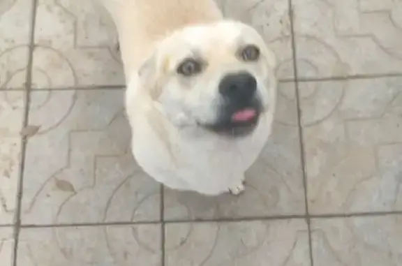 Объявления о пропавших и найденных животных, Элиста, фото: Пропал собака, Первомайская улица, Элиста - светлый, некрупный, кличка Персик