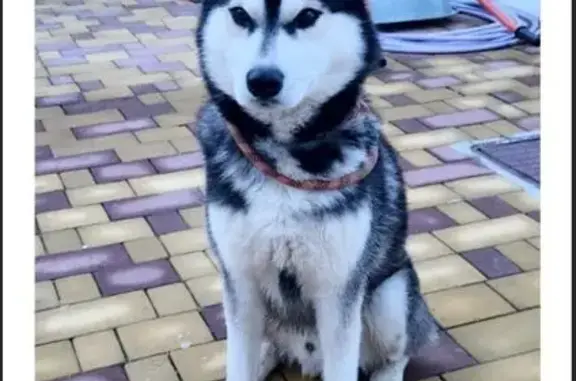 Найденные животные Супсех, фото: Найден собака, улица Лермонтова, Супсех - молодой хаски