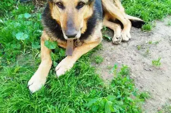 Пропала собака, Комиссариатская улица, 11, Усады - немецкая овчарка, 13 лет - photo