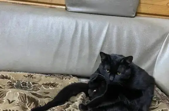 Пропал кот, Ольховая улица, 80А, Вологда - чёрный, один белый ус - photo