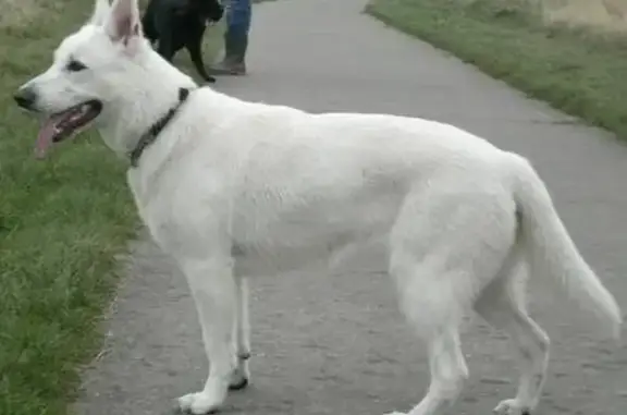 Пропал собака, Липецк - швейцарская овчарка чисто белая, черный ошейник - photo