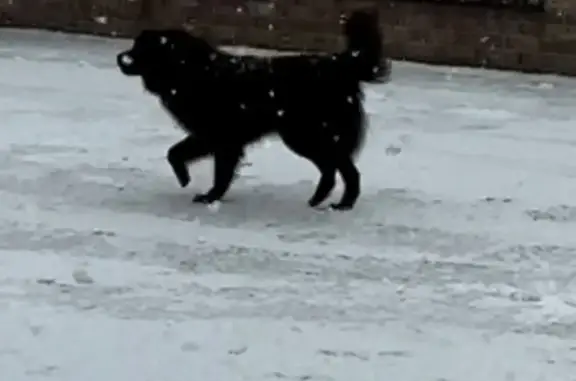 Пропал собака, улица Кирова, 1Б, Тлюстенхабль - черного цвета, без породы - photo