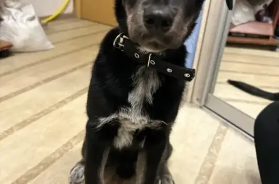 Найденные животные Челябинск, фото: Найден щенок, улица Молодогвардейцев, Челябинск - с ошейником