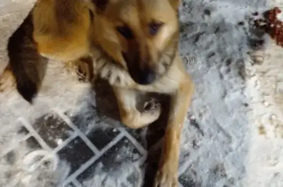 Найденные животные Ростов-на-Дону, фото: Найден собака, площадь Толстого, 6А, Ростов-на-Дону - без ошейника