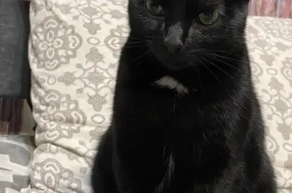 Пропал кот, улица Анциферова, Йошкар-Ола - кастрирован, 1,5 года - photo