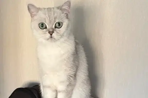 Пропала кошка, улица Академика Курчатова, Пермь - шотландская порода - photo