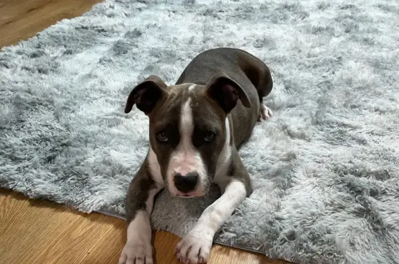 Пропала собака, женский пол, улица Маерчака, Красноярск - пятнышки на груди и пятнистый пятачок - photo