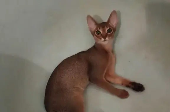 Пропала кошка, проспект Энгельса, 7 литВ, Санкт-Петербург - абиссинская порода - photo