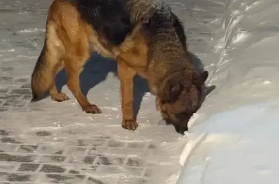 Найденные животные Ростов-на-Дону, фото: Найдена собака, 3-я Бежевая улица, 18, Ростов-на-Дону - взрослая овчарка с ошейником