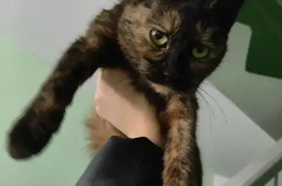 Найденные животные Дзержинск, фото: Найдена кошка, улица Суворова, 5А, Дзержинск - ласковая и ищет общения