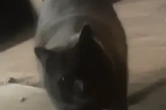 Объявления о пропавших и найденных животных, Элиста, фото: Найдена кошка, улица Сухэ-Батора, Элиста - серый и пушистый