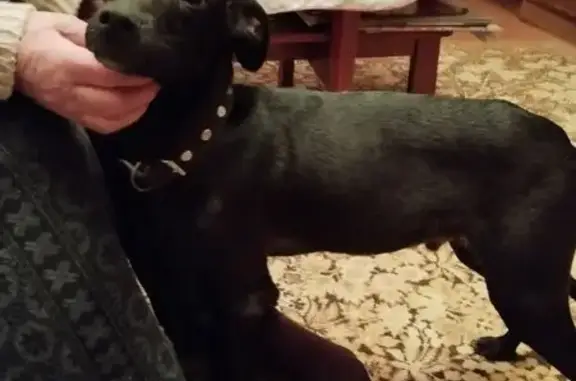 Найдена собака, Смоленск, фото: Найден собака, 2-й Краснинский переулок, 8, Смоленск - молодой щенок