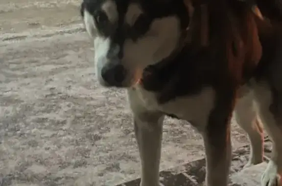 Найдена собака, Тула, фото: Найден собака, улица Вильямса, 26, Тула - молодой кобель хаски с серым ошейником