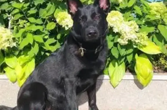 Пропала собака, Хапиловский проезд, Москва - немецкая овчарка, черный окрас - photo