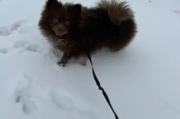 Пропал шпиц, улица Бувина, 227Б, Темрюк - коричневый, с ошейником - photo