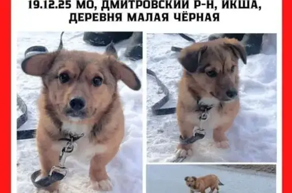 Найдена собака, Некрасовский, фото: Найден собака, Малая Чёрная, Некрасовский - маленький пёсик