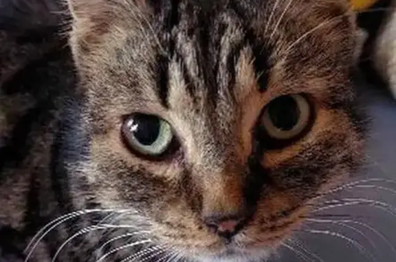 Найдена кошка, улица Бабушкина, Краснодар - серая полосатая, очень истощена - photo