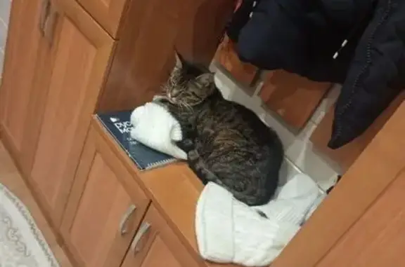 Пропал кот, Бирюзовая улица, 59А, Чехов - тигровый окрас, похож на мейн-куна - photo