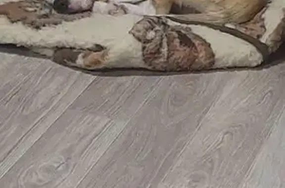 Найдена собака, Струнино, фото: Найден собака, Горшечная улица, Струнино - щенок бигль, кобель