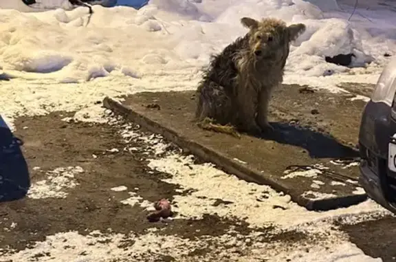 Найденные животные Пенза, фото: Найдена собака, улица Суворова, 144, Пензенский городской округ - очень пугливая