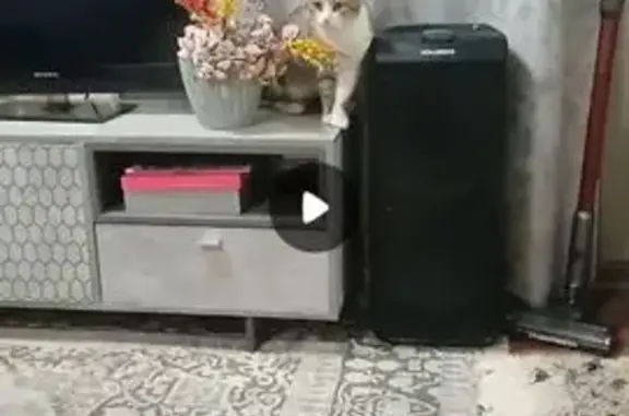 Пропал кот, Вишнёвая улица, 132, Светлоград - отзывается на имя Вася - photo