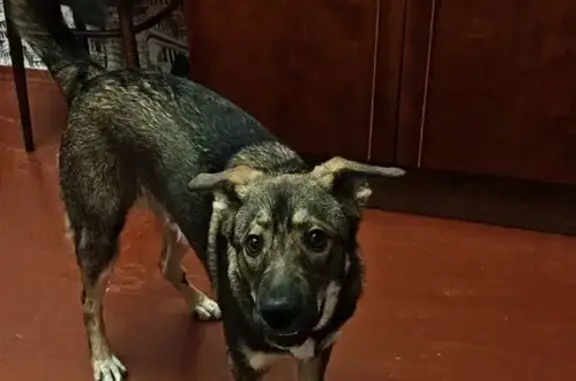 Найдена собака, Тверь, фото: Найдена собака, мужской, 9, Змеёво, Тверь - хромает на заднюю лапу