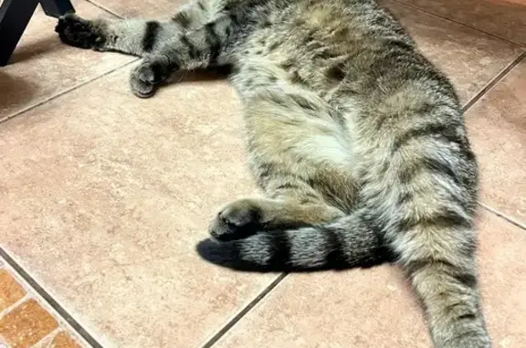 Найдена кошка, Мурманск, фото: Найдена кошка, Планерная улица, Мурманск - шотландская вислоухая девочка