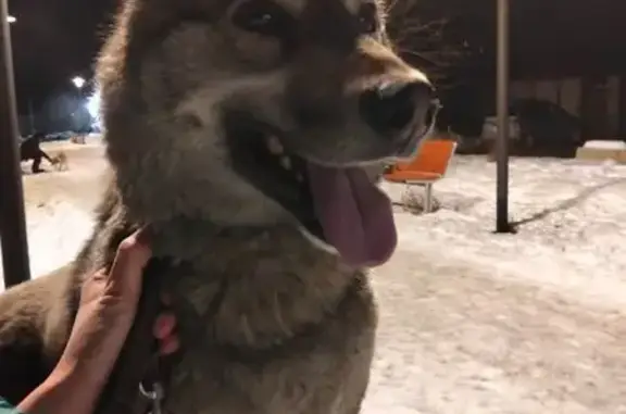 Пропала собака, Сысерть, Свердловская область - метиска лайка, хаски - photo