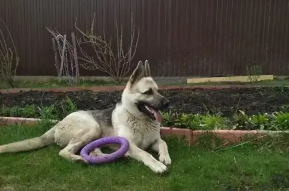Пропала собака, Центральная улица, 9, Раменский - светлый чепрачный окрас, плохо слышит - photo