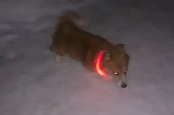 Найденные животные Пенза, фото: Найдена собака, проспект Строителей, Пензенский городской округ - около ФОКа