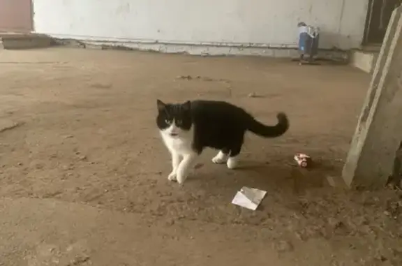 Найденные животные Тверь, фото: Найдена кошка, улица Левитана, 28, Тверь - бело-черная, похожа на домашнюю